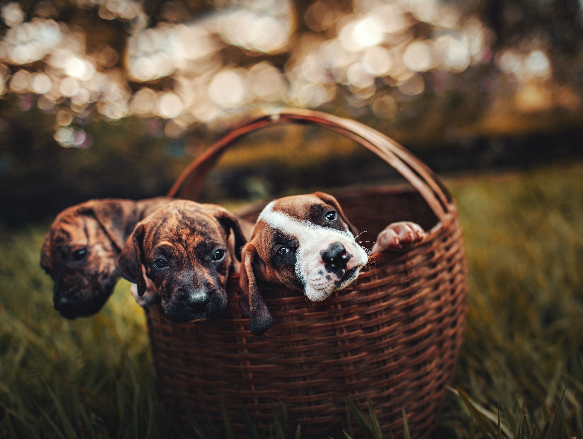 Travel Tips For Pet Owners